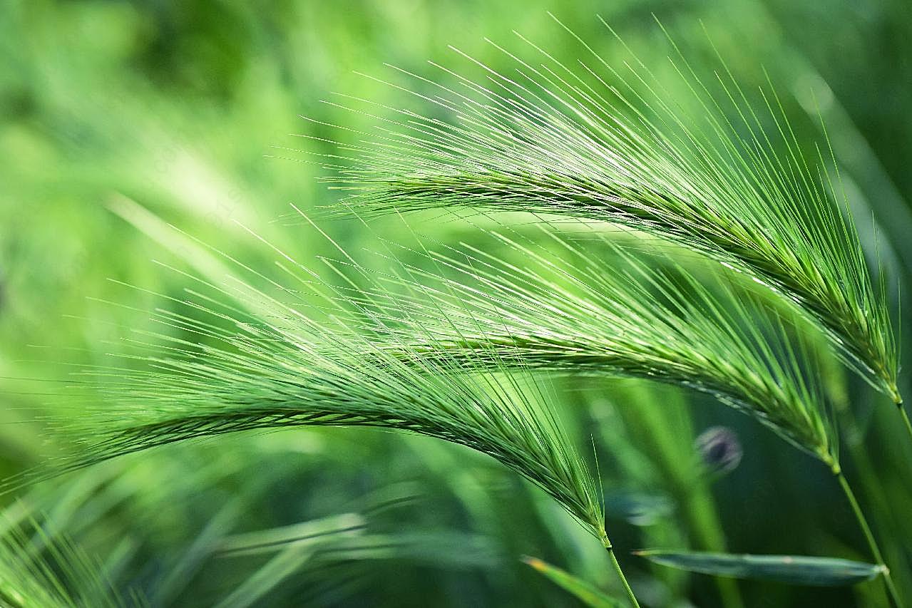 大麦摄影生物