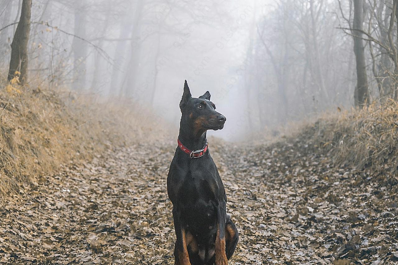 美国杜宾犬图片摄影高清