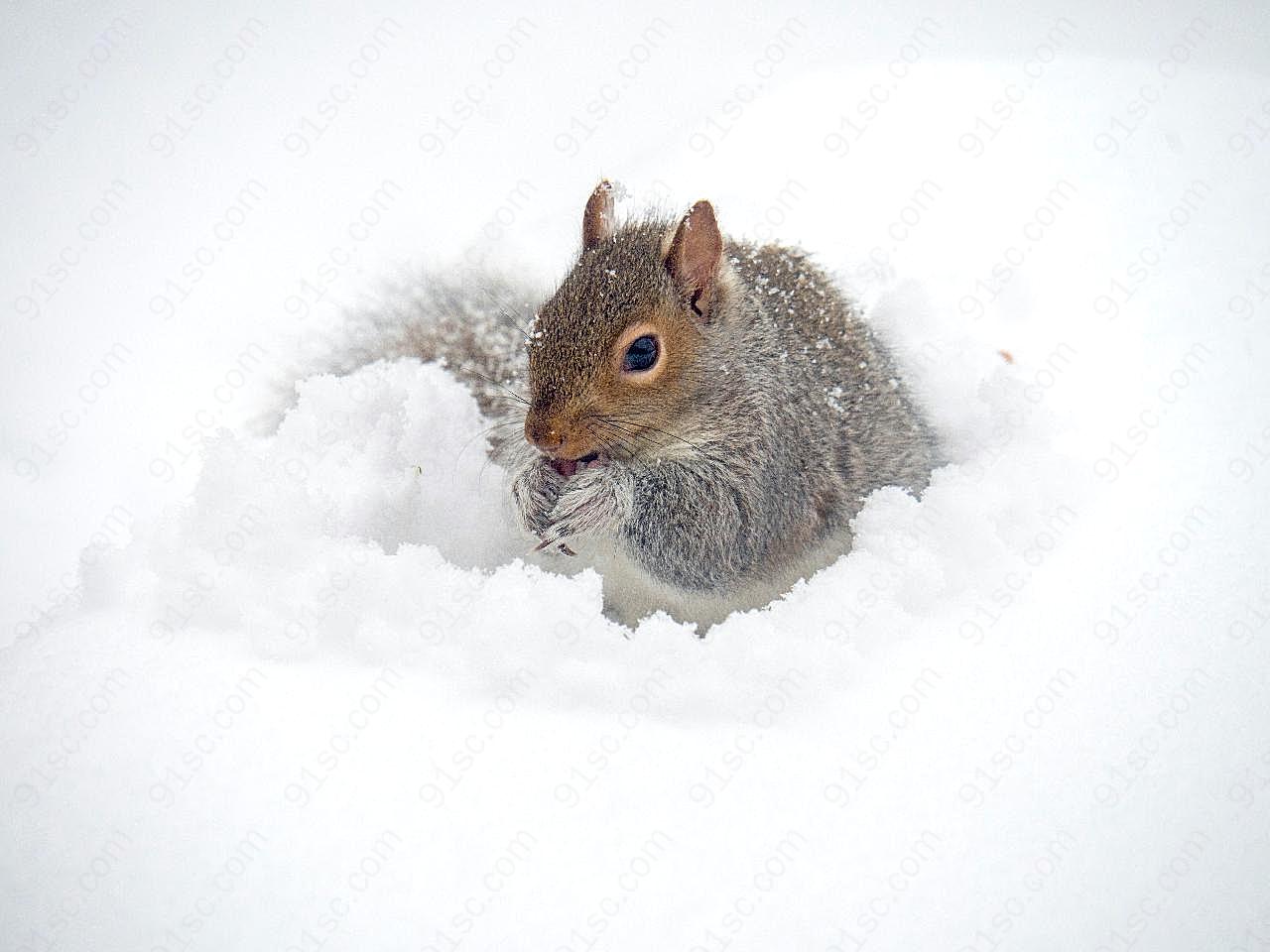 雪地里的松鼠图片摄影