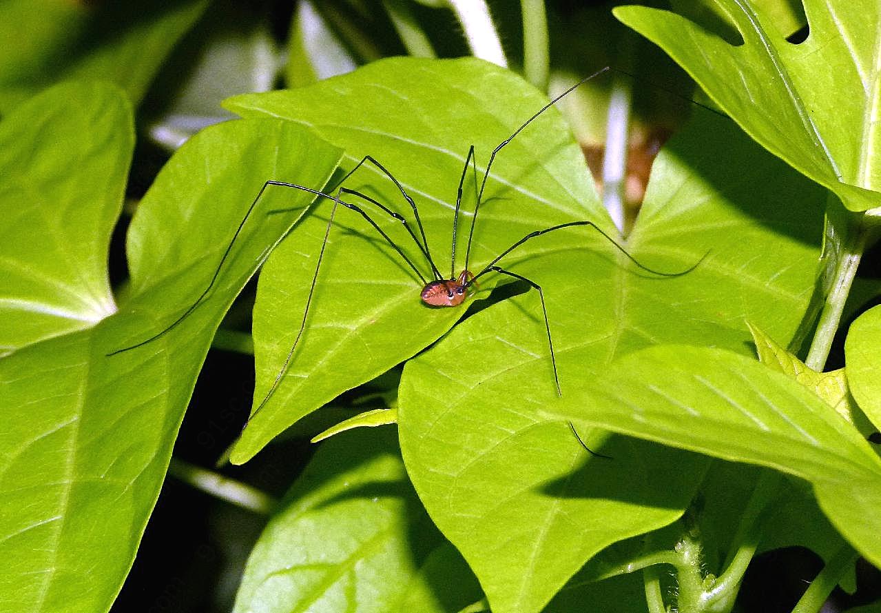 长腿大蜘蛛图片昆虫