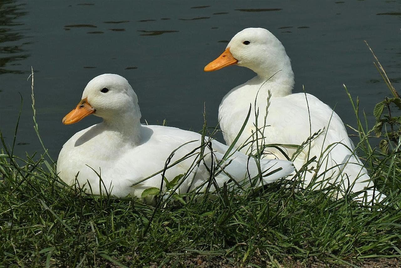 河边休憩的鸭子图片高清摄影