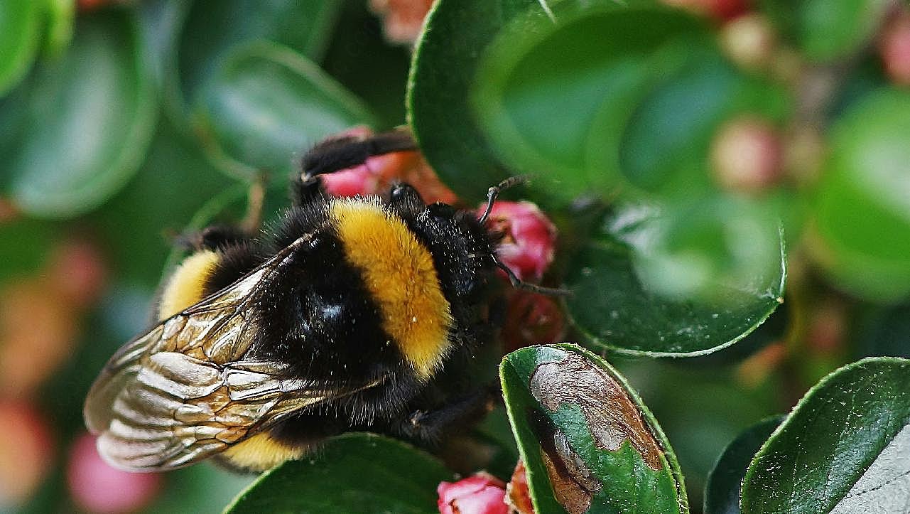 蜜蜂采蜜摄影图片高清