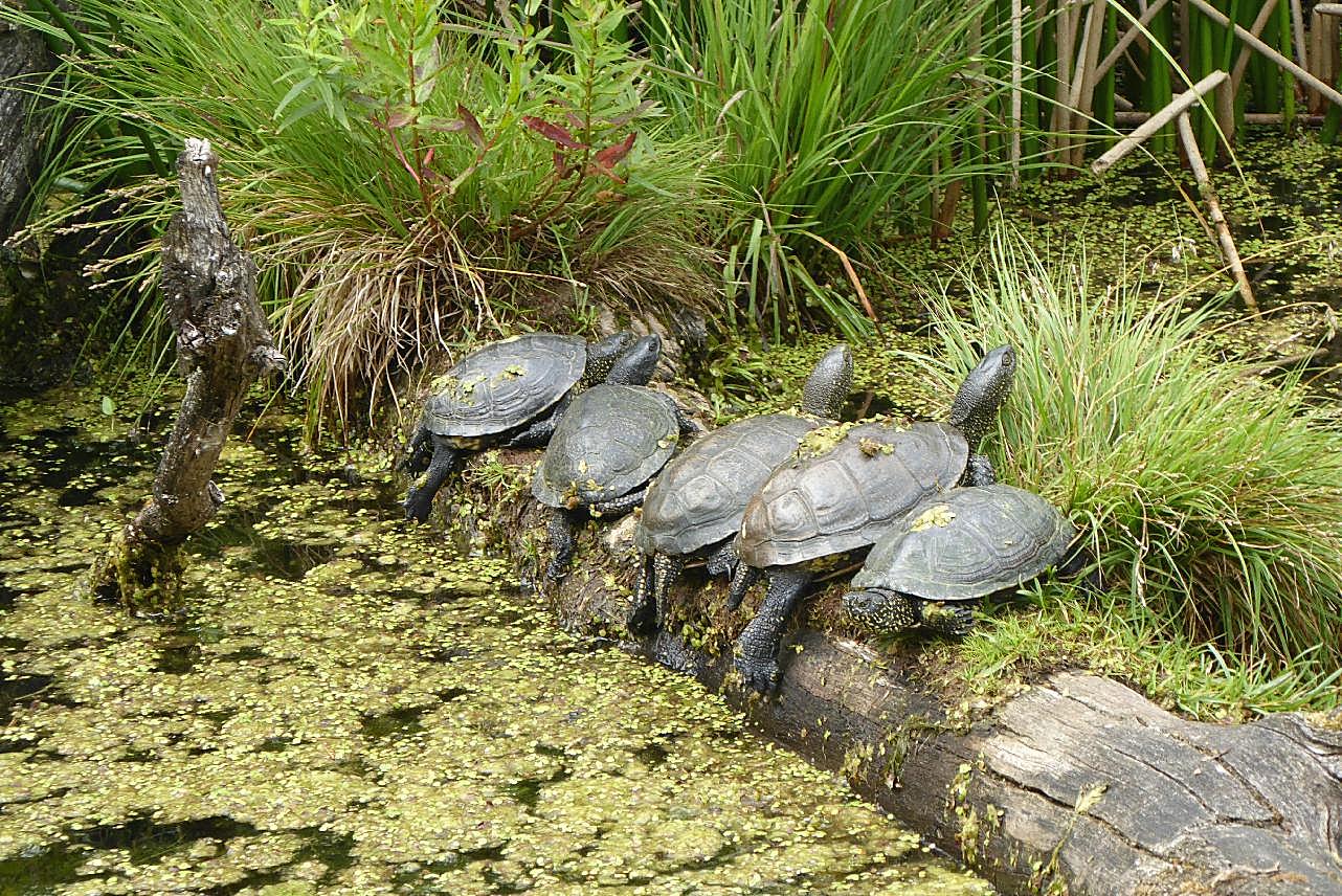 池塘小乌龟图片高清摄影