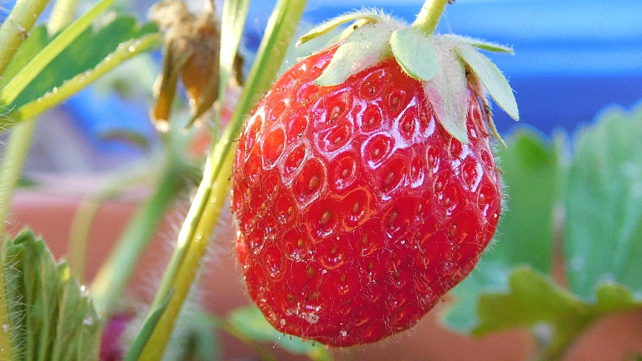 成熟红草莓特写图片高清