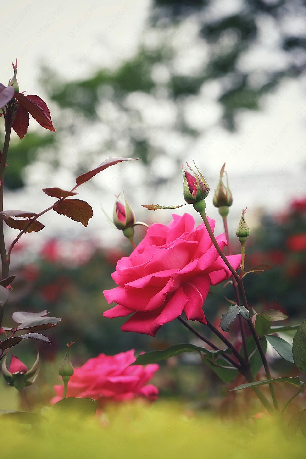 漂亮朵高清图片玫瑰花