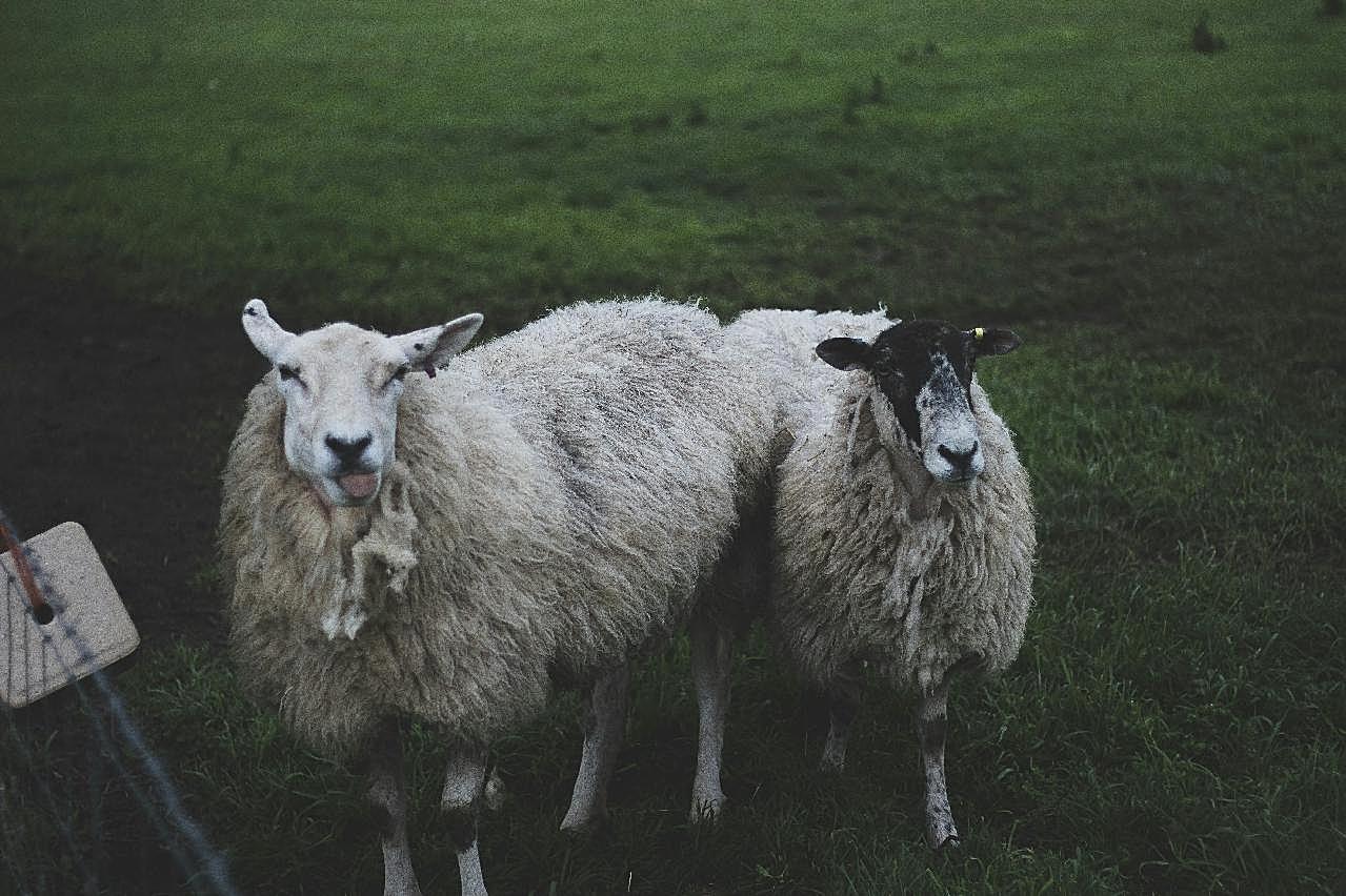 农场可爱绵羊图片摄影