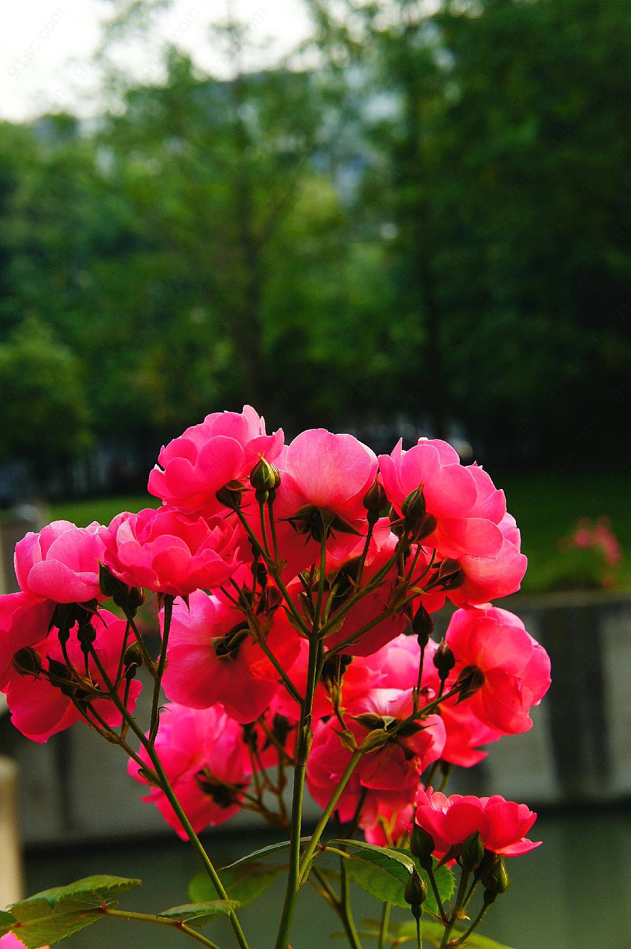 高清蔷薇花图片素材摄影