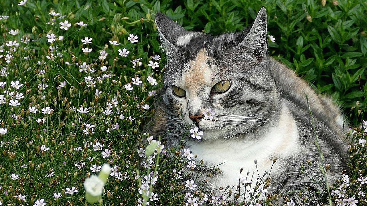 花丛可爱宠物图片猫