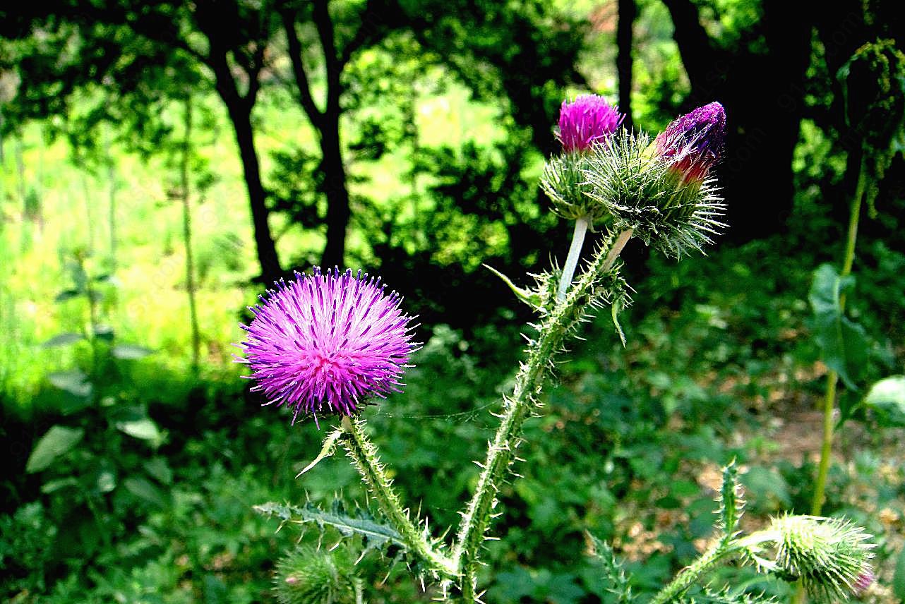 花草风景素材图片下载花的