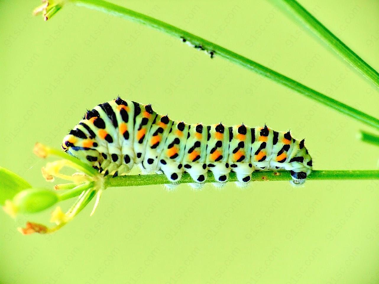 蝴蝶幼虫图片昆虫