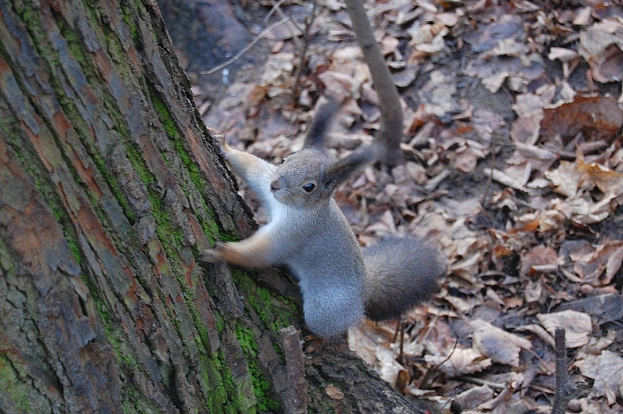 森林可爱松鼠图片摄影高清