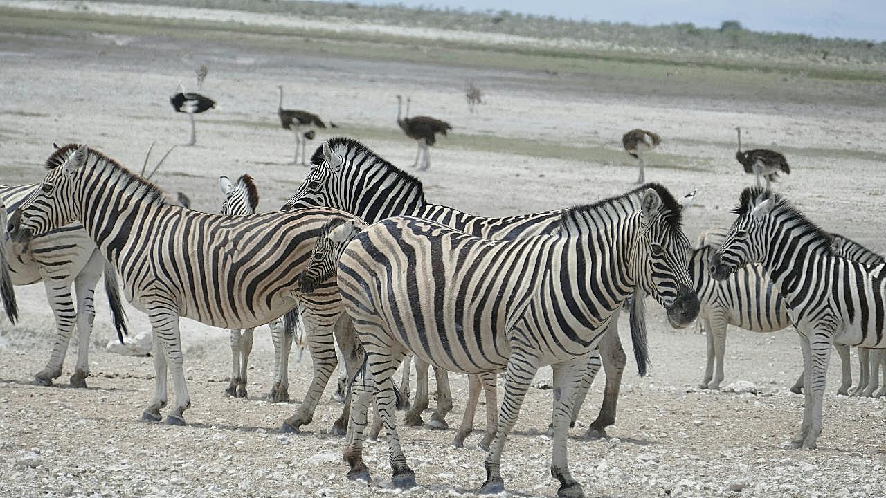 纳米比亚斑马群图片摄影高清