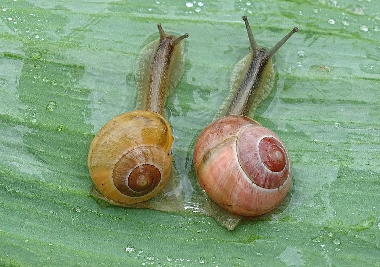 两只小蜗牛图片摄影高清