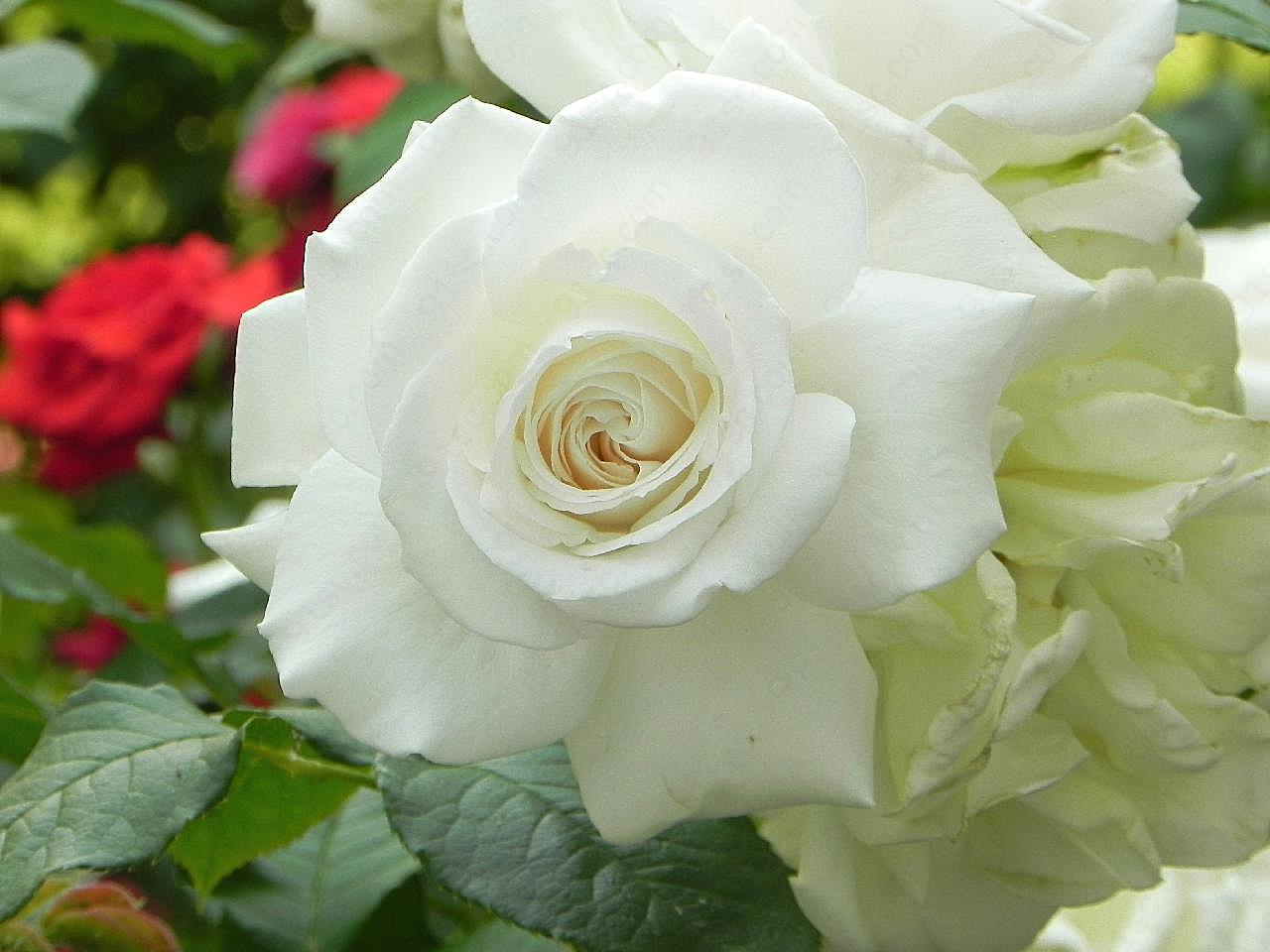 漂亮白朵图片玫瑰花