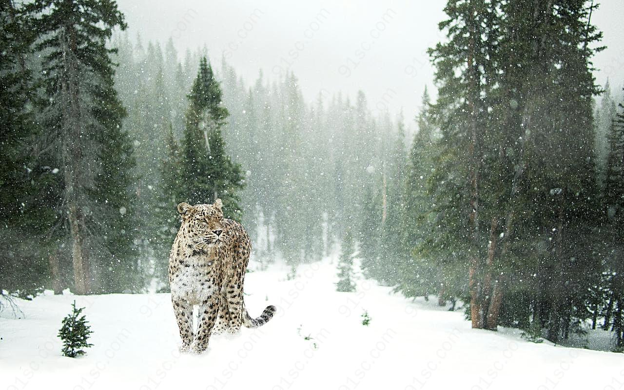 雪中豹子图片摄影高清