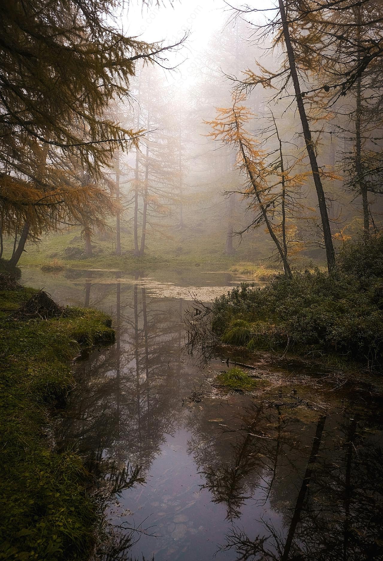 雾气朦胧溪流图片树林