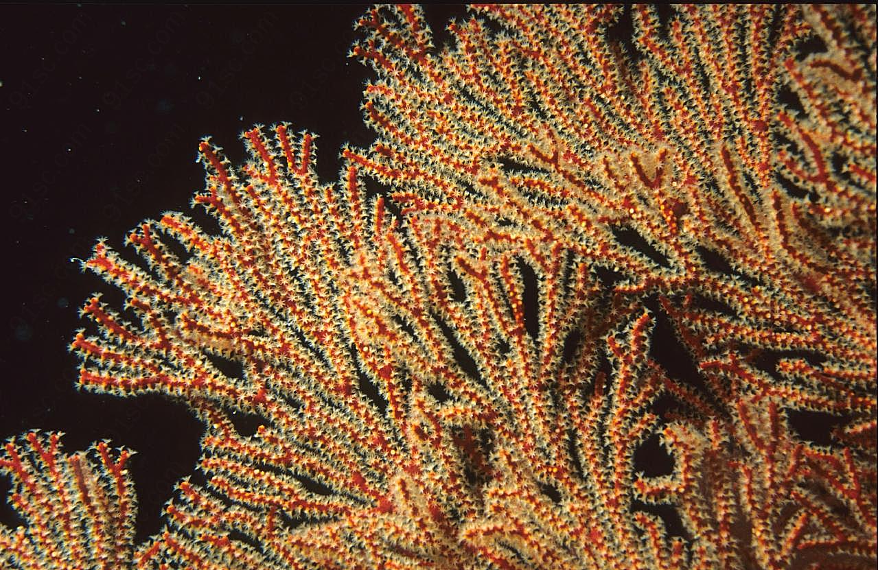 海底珊瑚虫高清图片海洋生物