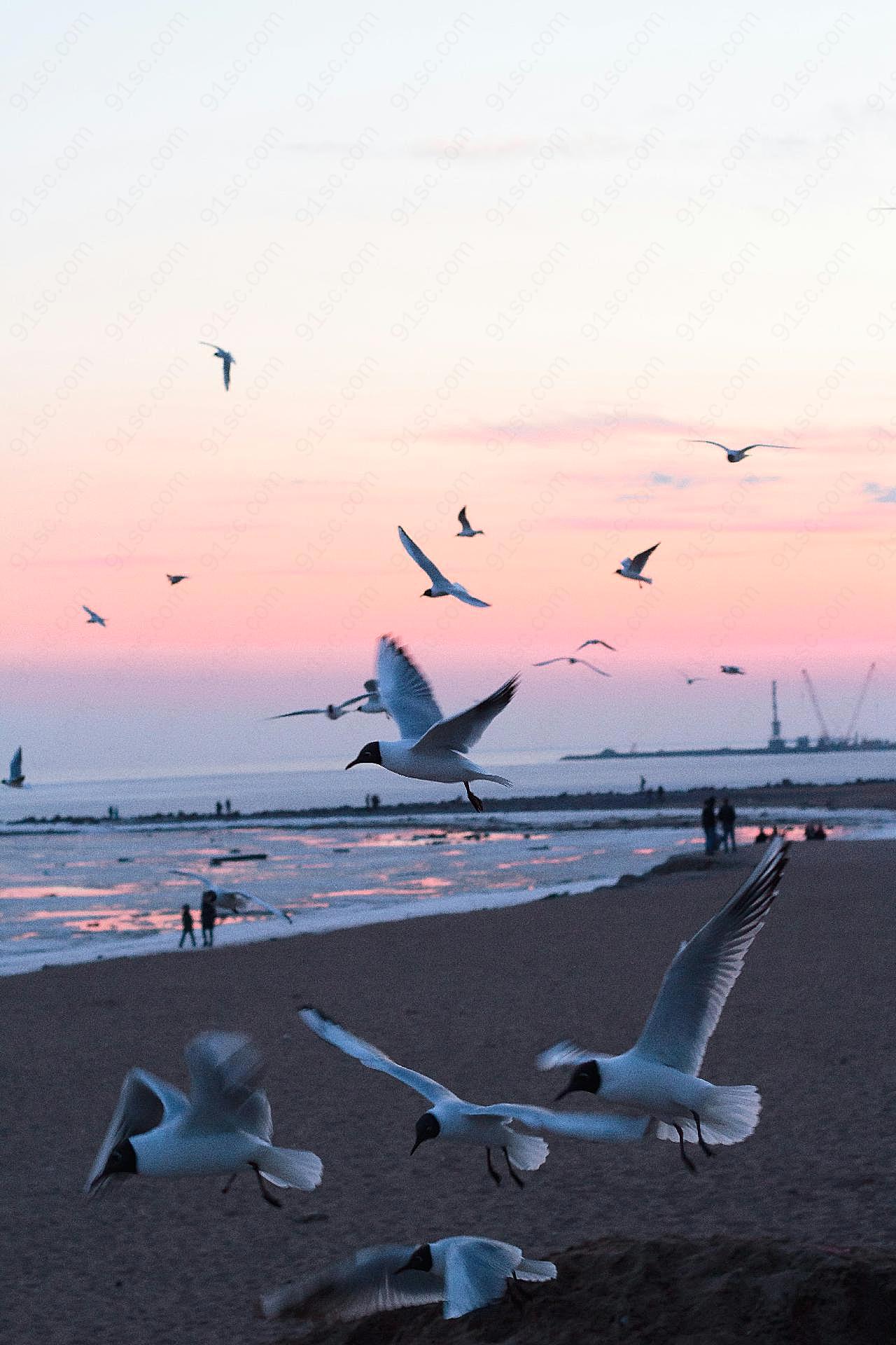 沙滩上海鸥飞翔图片高清摄影