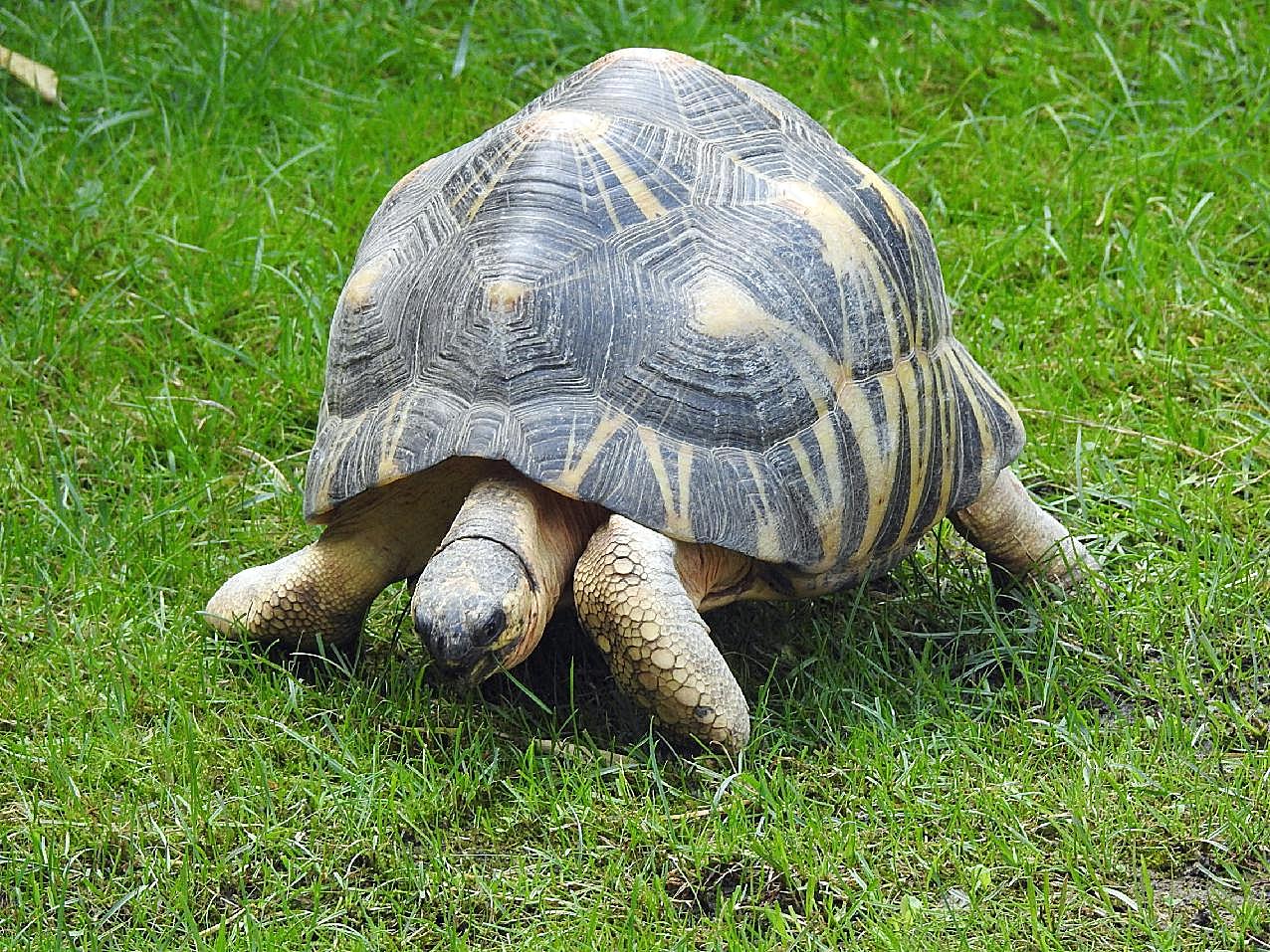 草地长寿龟图片爬行动物