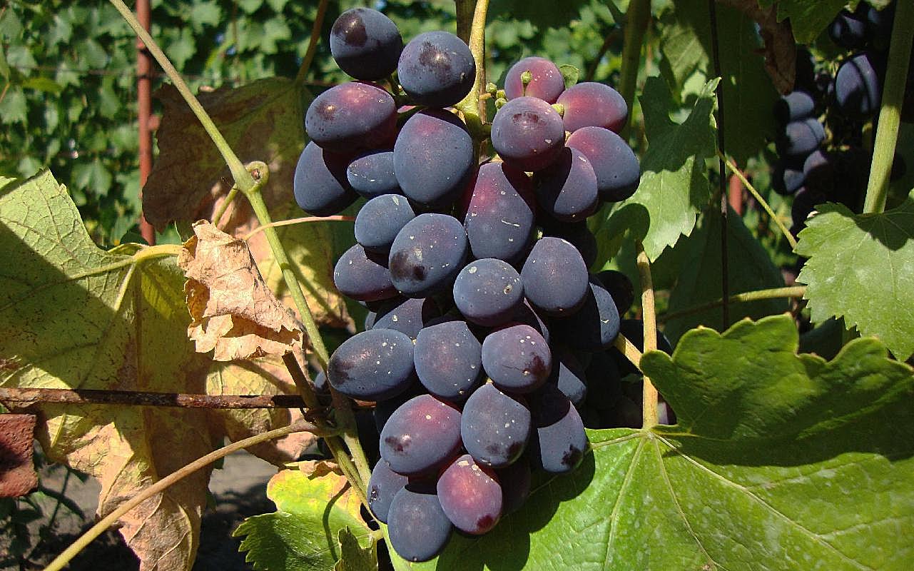秋季成熟葡萄图片高清生物