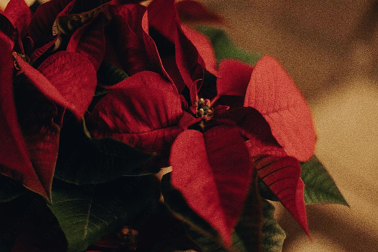 一品红植物图片摄影