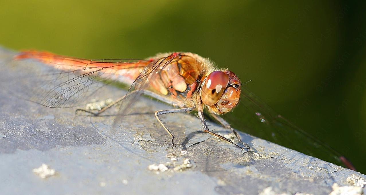 微距红蜻蜓图片昆虫
