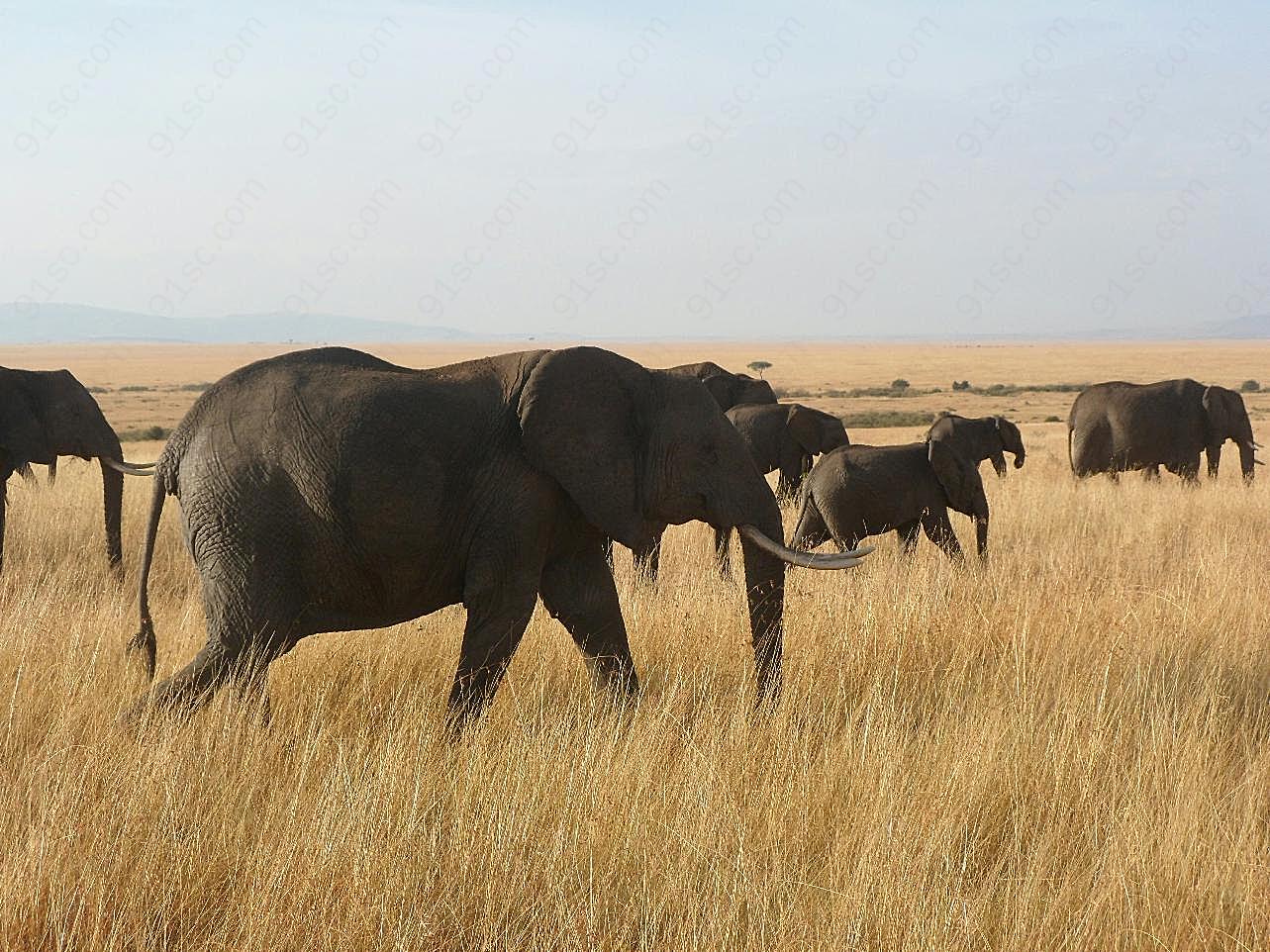 非洲大象群图片摄影