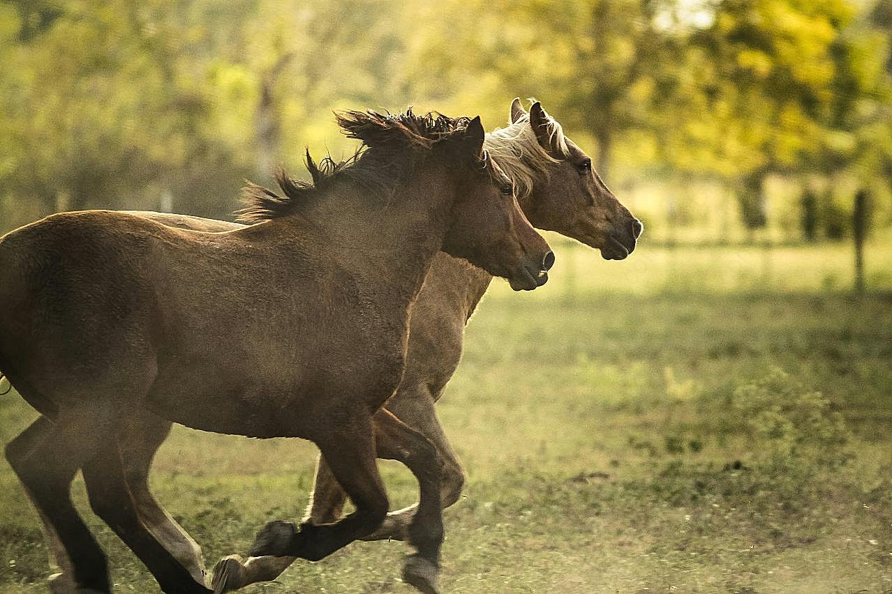 草地奔跑的骏马图片摄影高清
