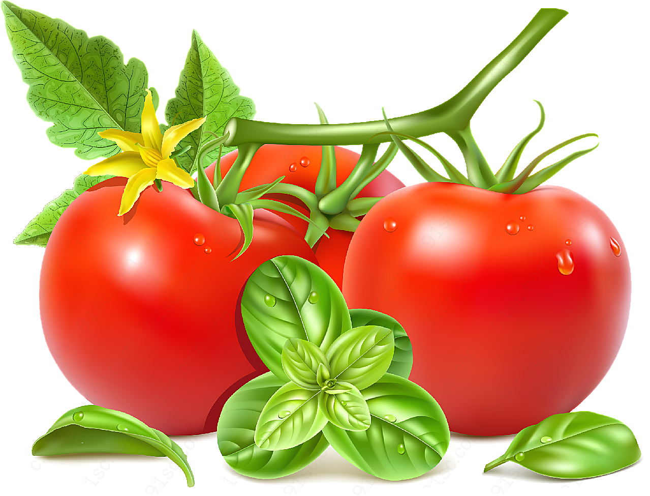 新鲜带花红番茄矢量蔬菜