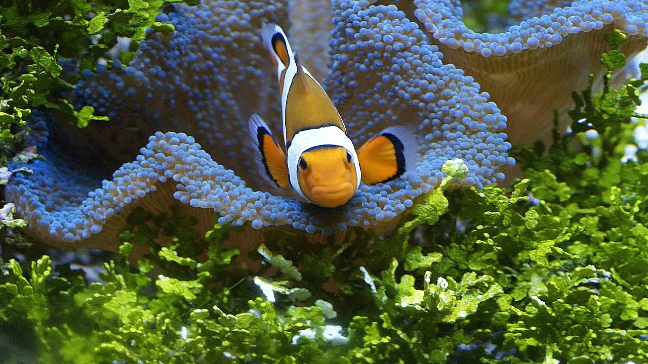 水族馆小丑图片高清摄影