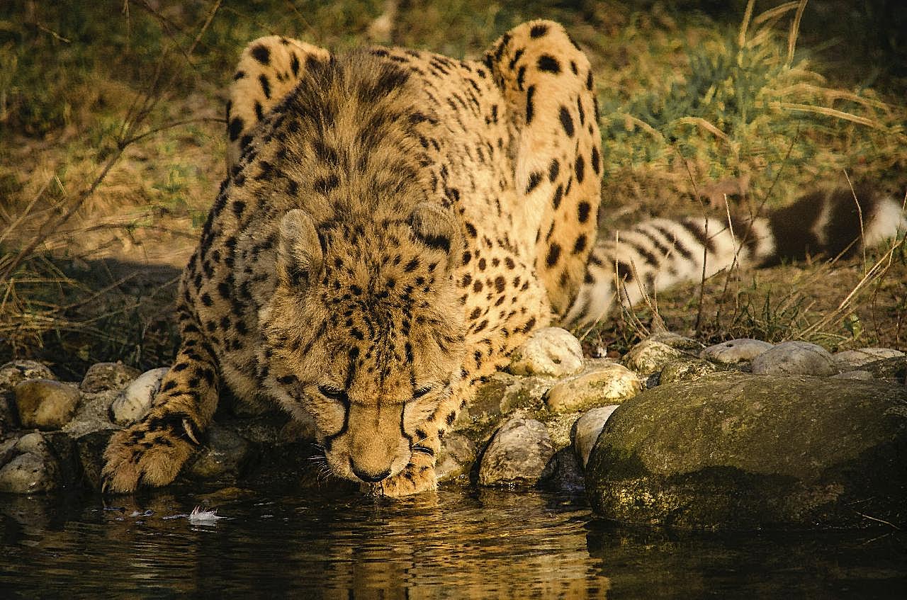 河边猎豹喝水图片高清摄影