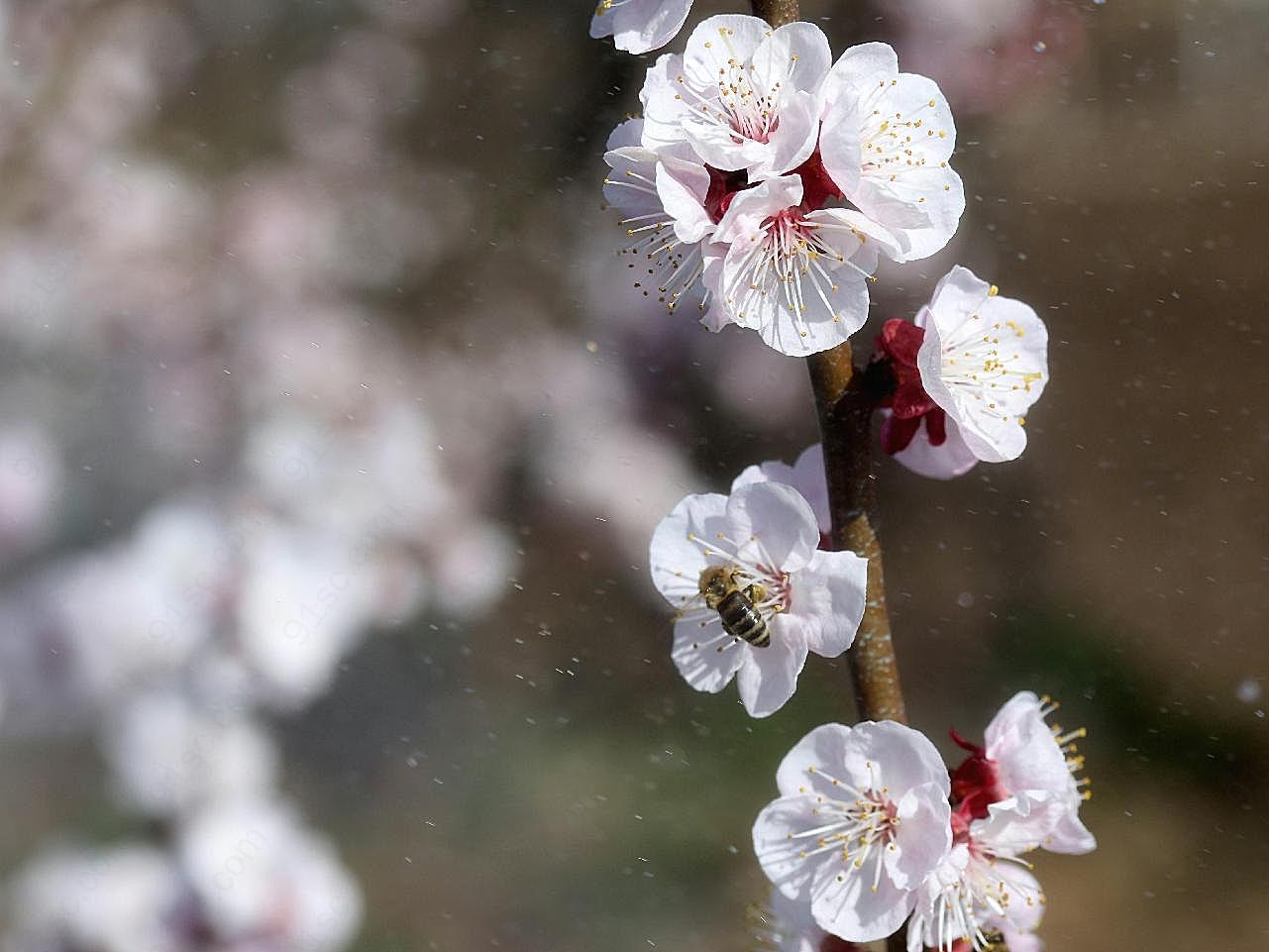 桃花枝花朵图片花卉图片