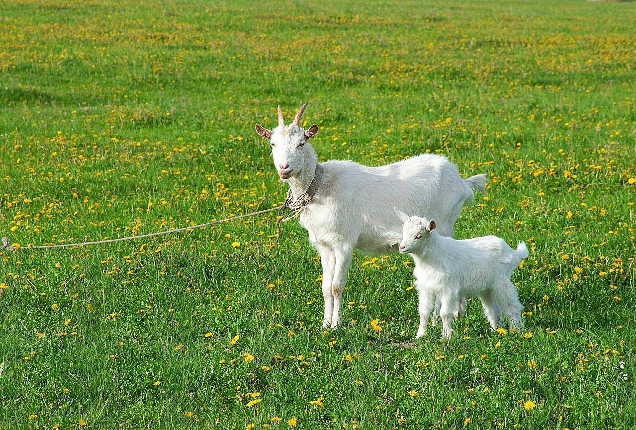 草地上的散养的山羊图片高清摄影