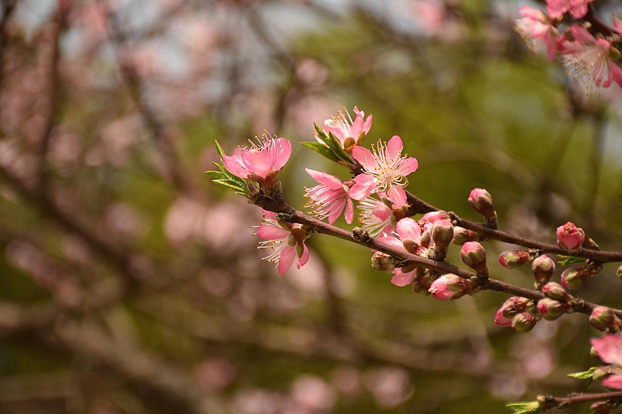 春天桃花盛开图片摄影