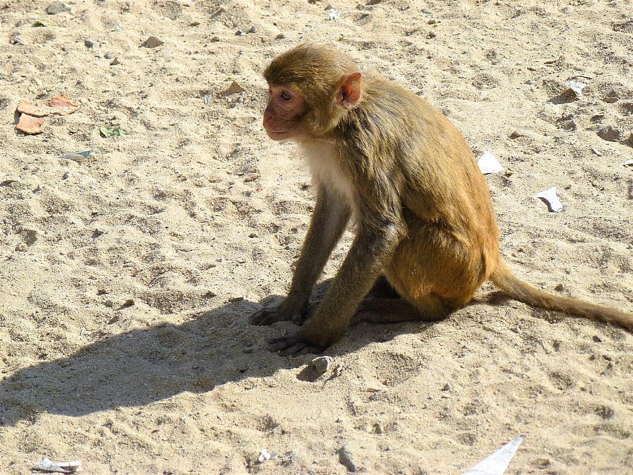 沙地野生猴子图片摄影