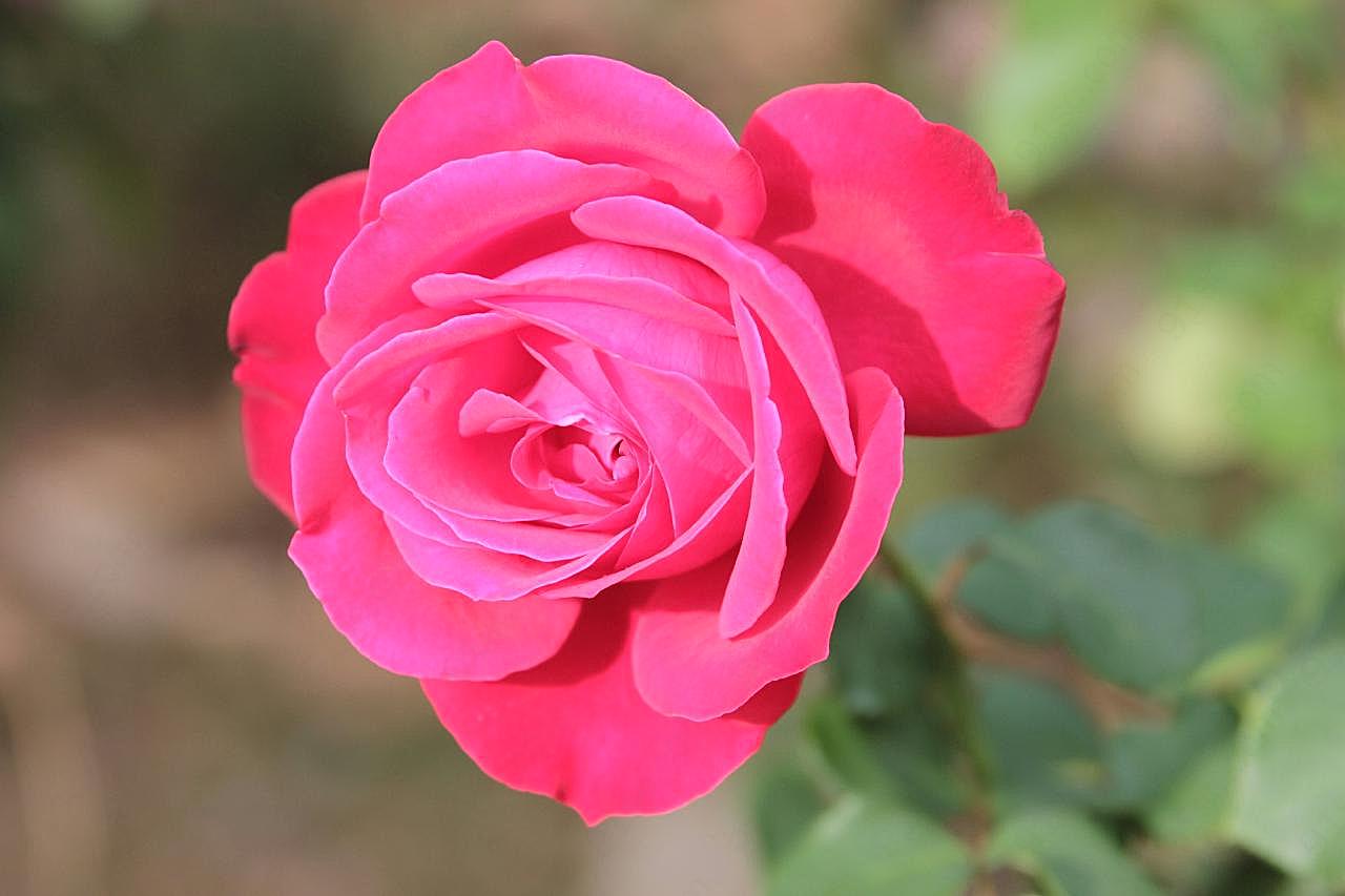 玫瑰花朵图片高清摄影