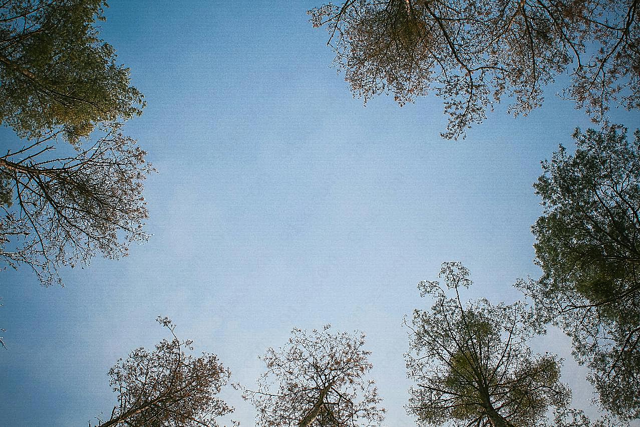 蓝天树木图片树林
