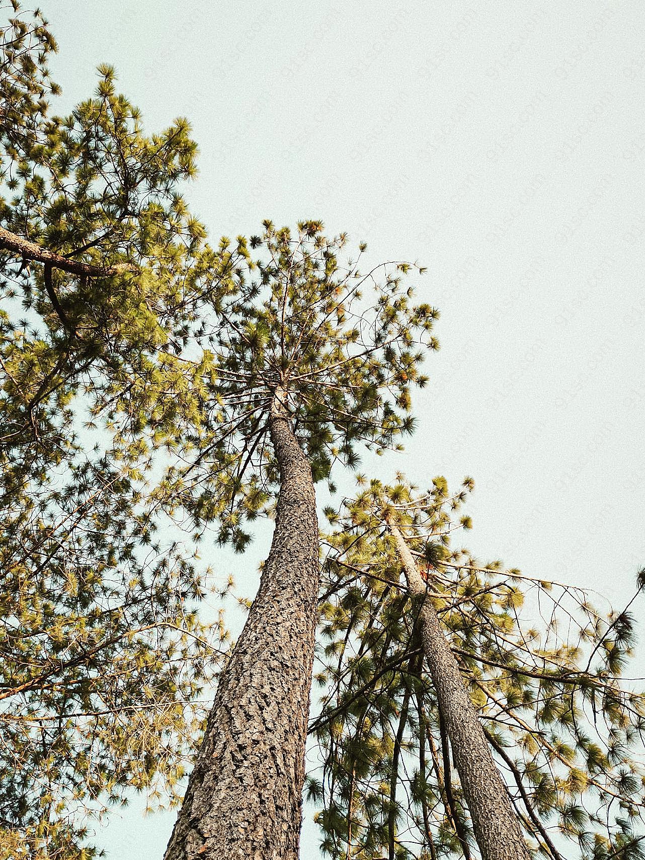 挺拔的松柏树木图片摄影