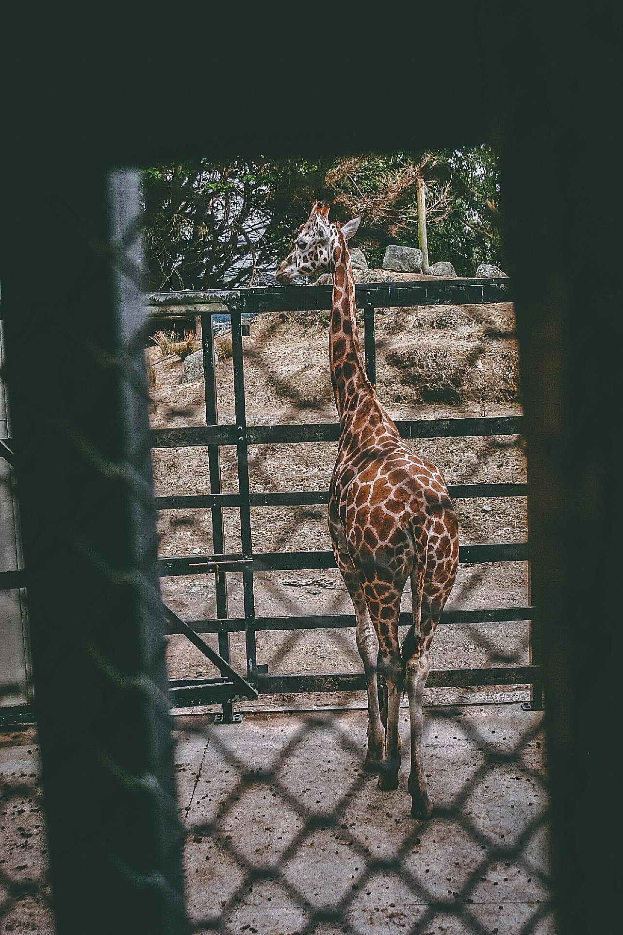 动物园长颈鹿背影图片动物图片