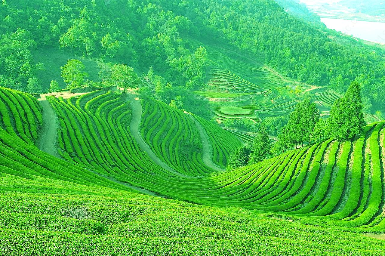 高清茶山图片下载景观自然
