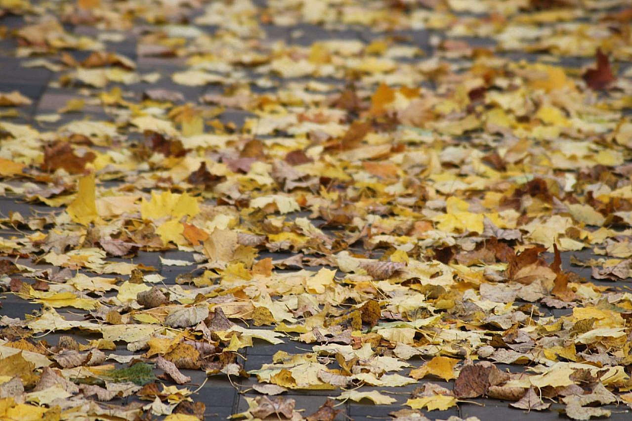 秋季满地枯黄落叶图片高清