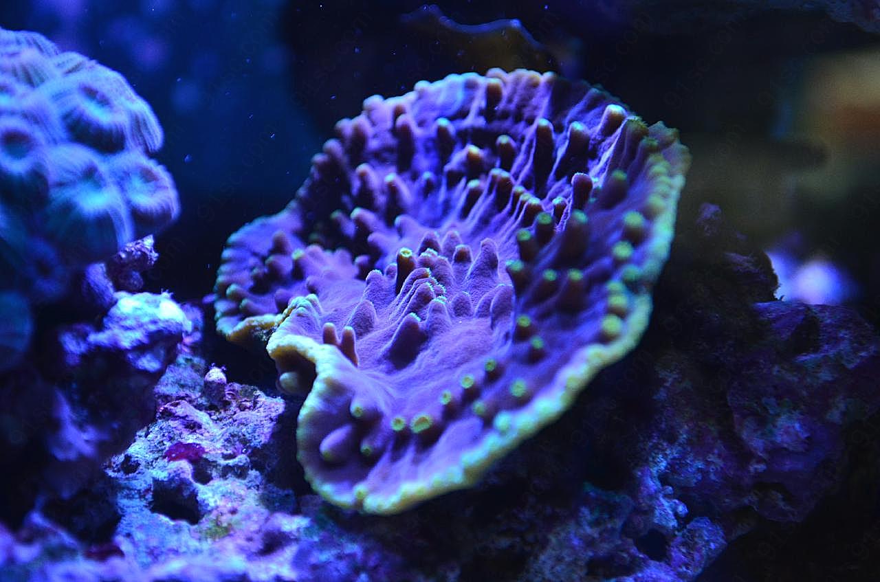 海底软珊瑚图片欣赏海洋生物