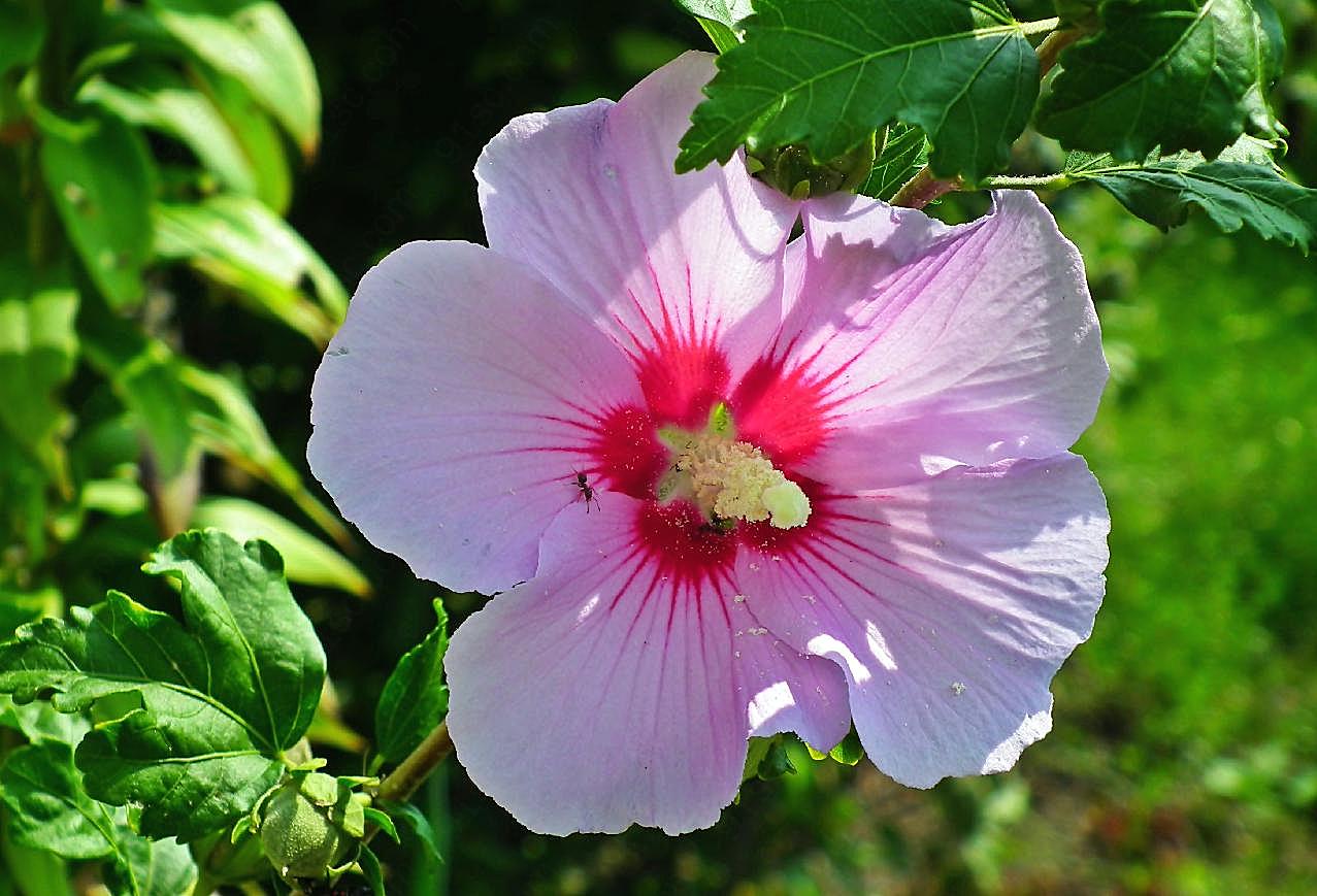 芙蓉花花朵图片花卉