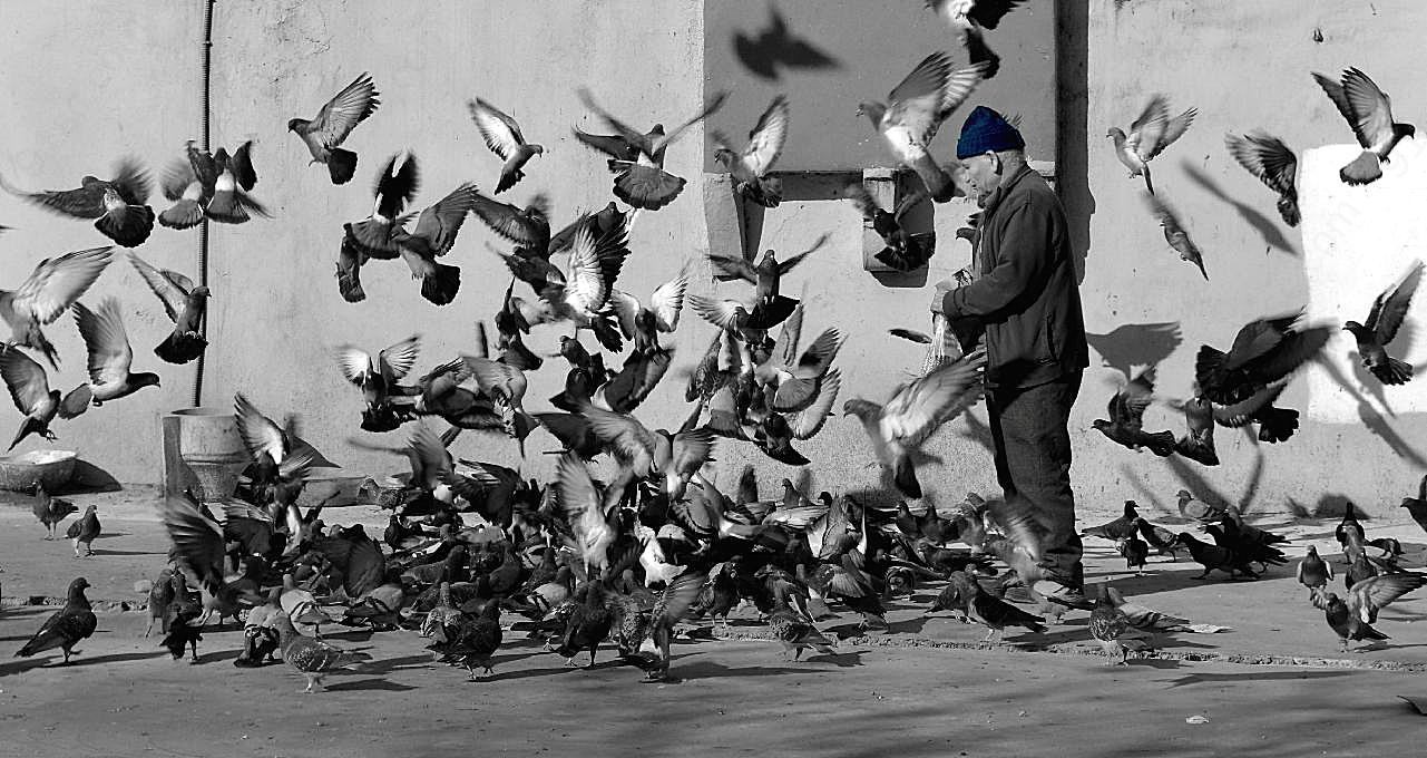 广场喂鸽子黑白摄影图人物