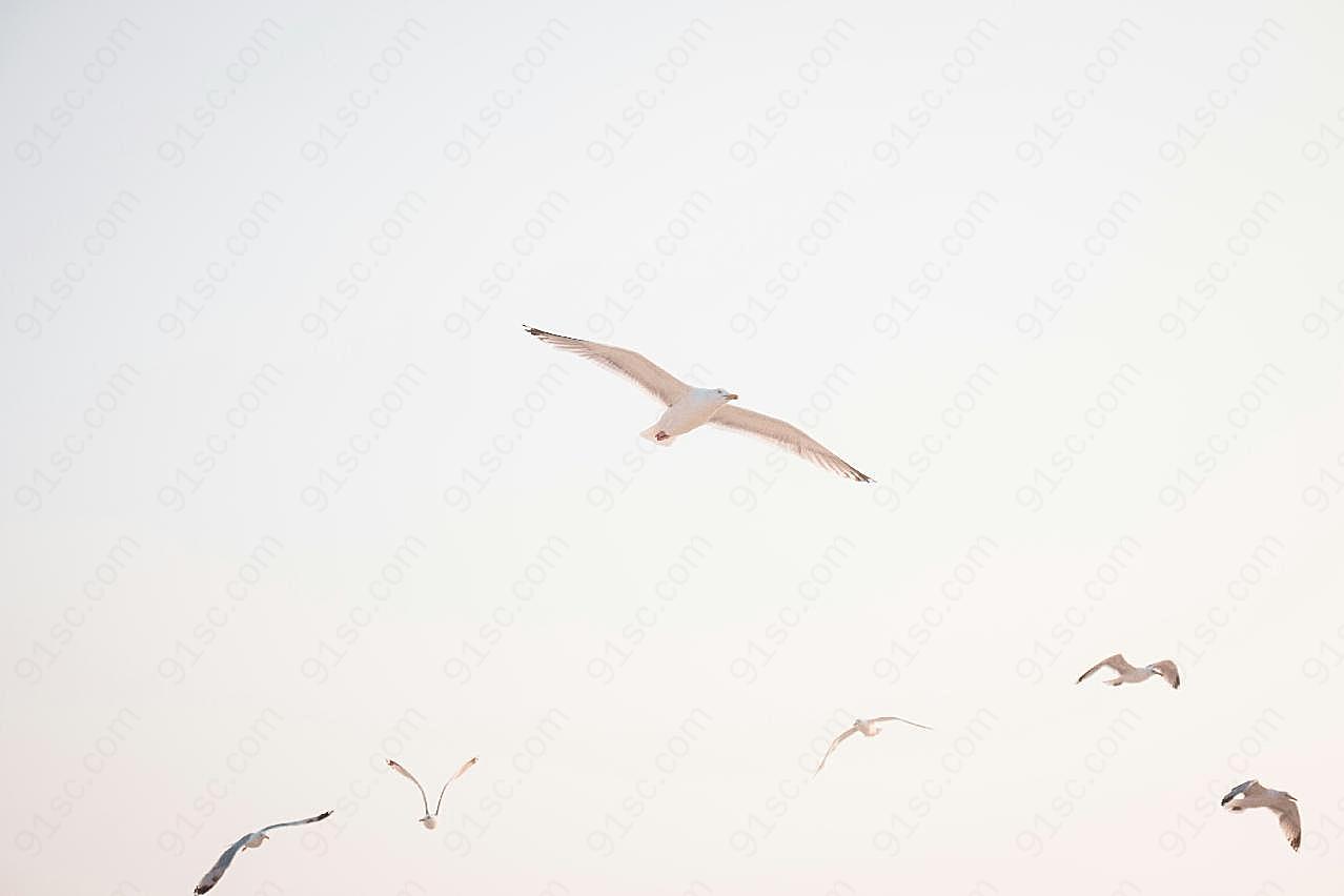 飞翔的海鸥图片高清摄影