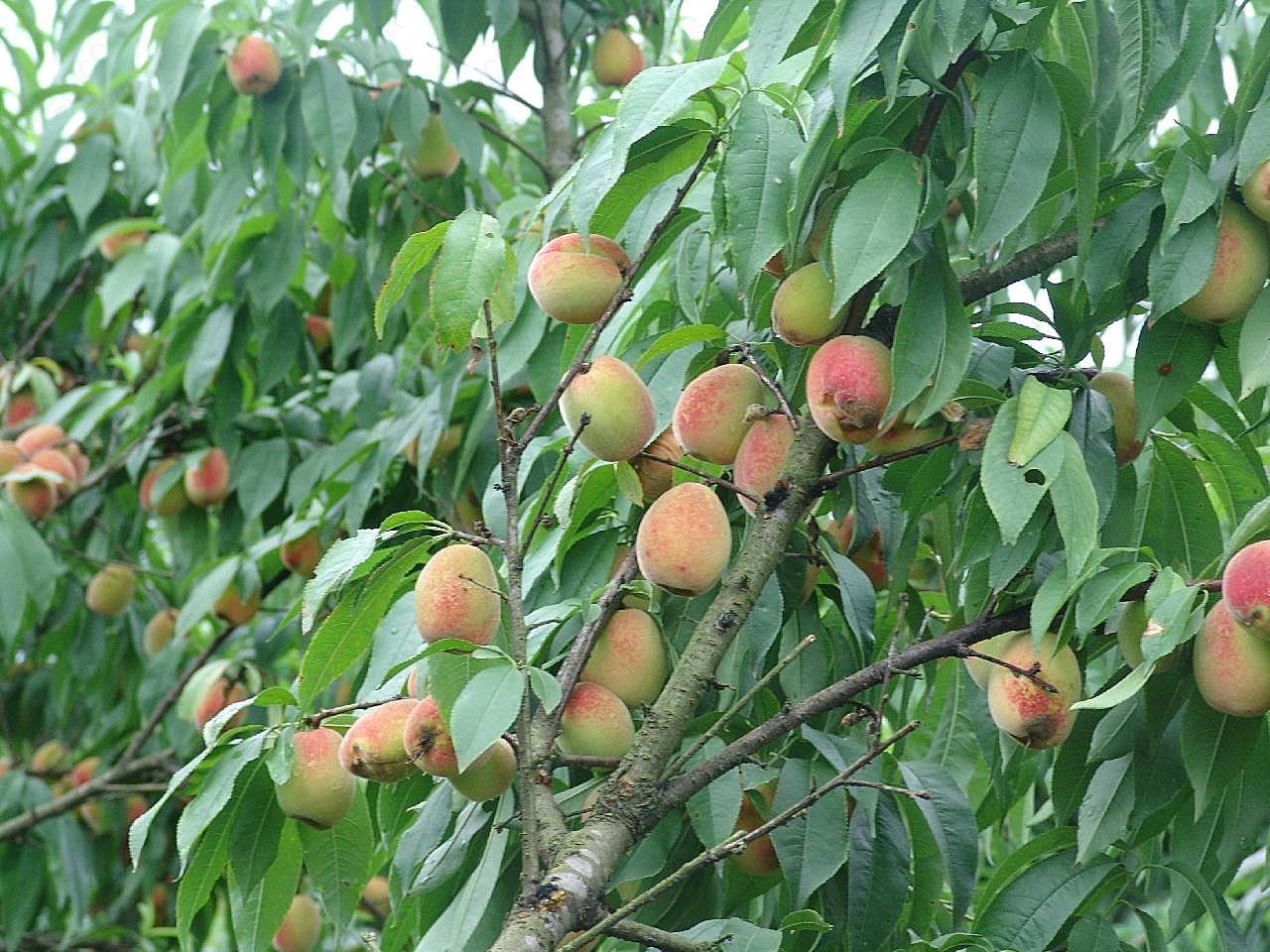 桃树图片下载高清摄影