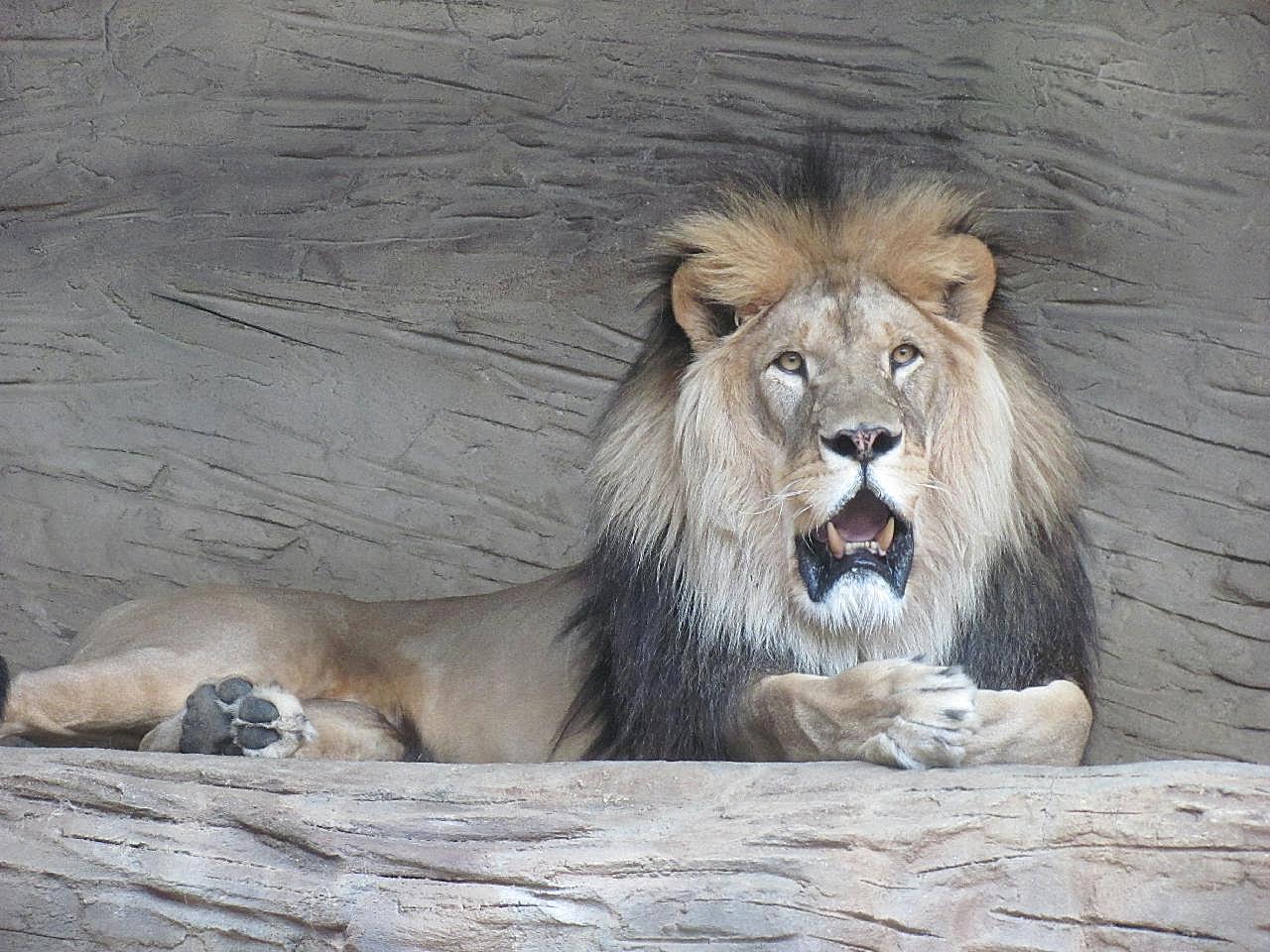 休息的大狮子图片动物图片