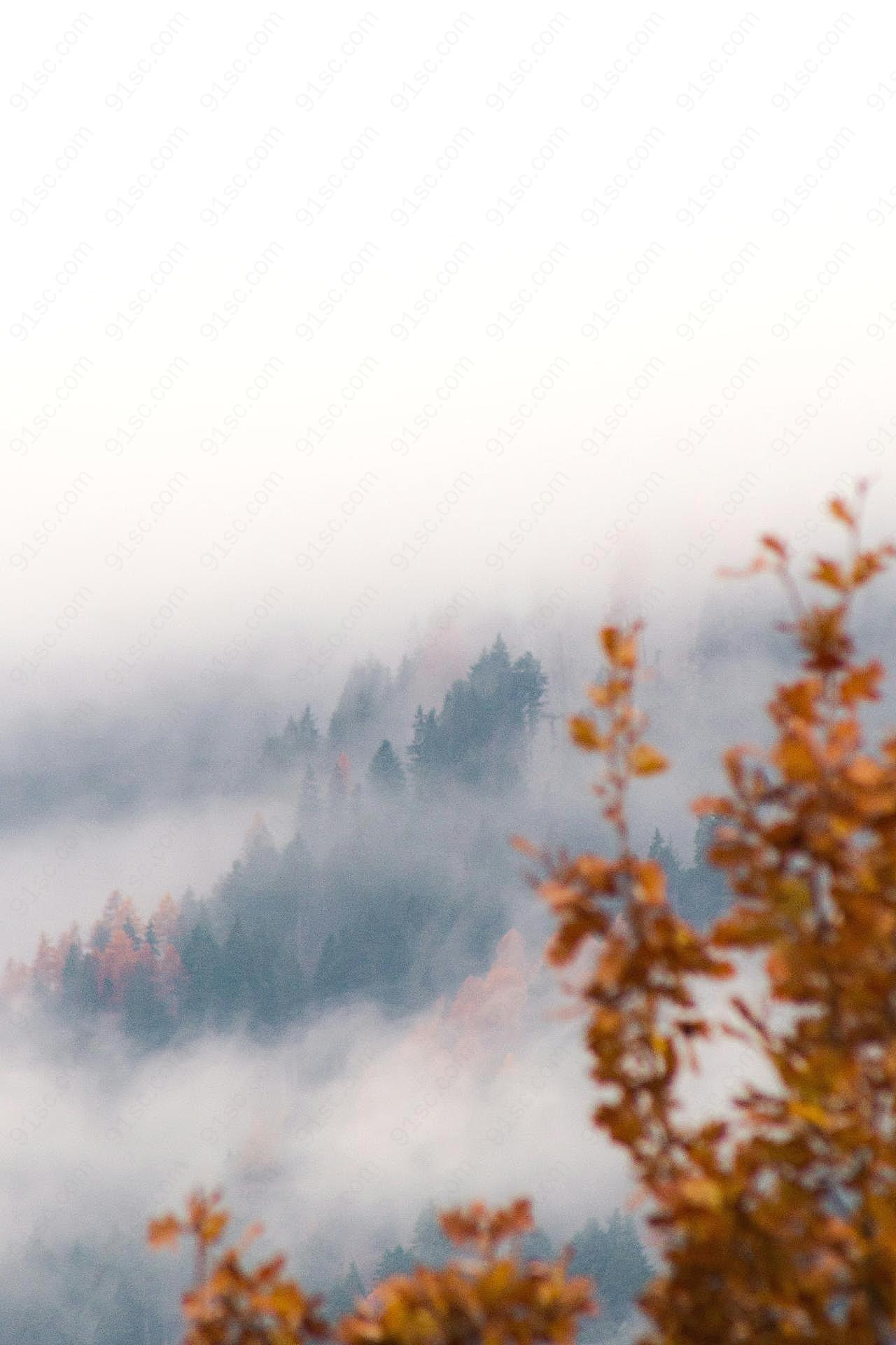 树林云雾缭绕图片景观