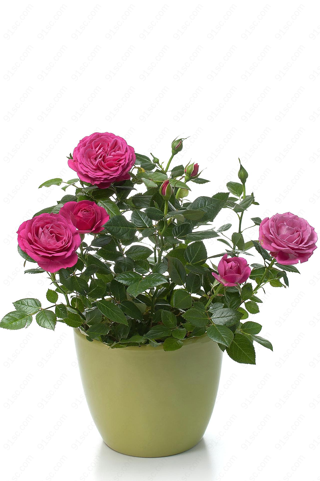盆栽图片玫瑰花