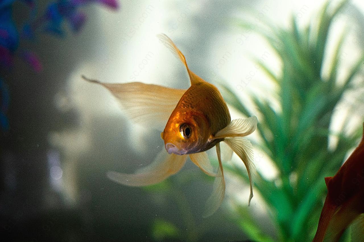 黄金扇尾图片鱼